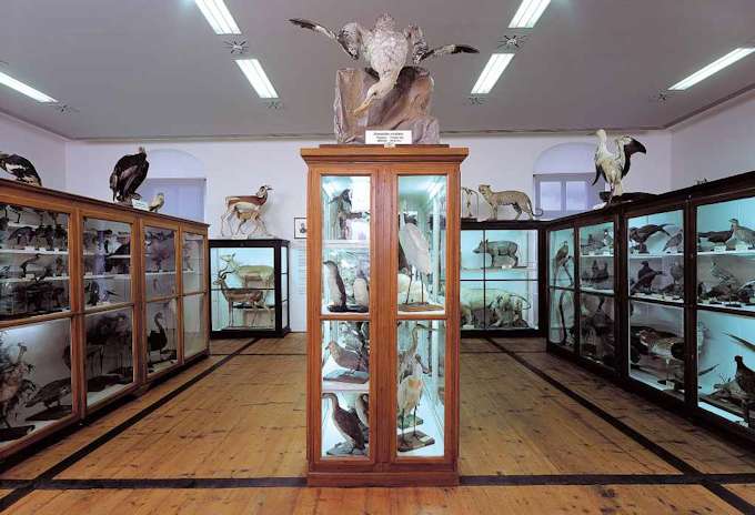 Il museo di storia naturale