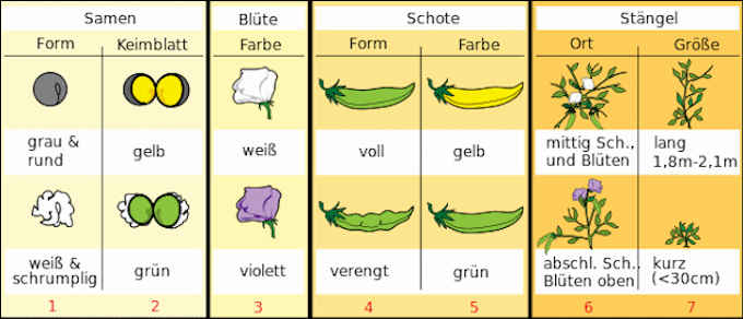 Gregor Mendel