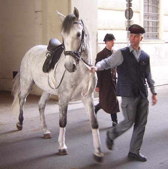 Uno degli splendidi cavalli lipizzani della Scuola di Equitazione Spagnola