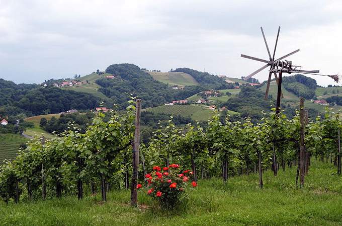 Una zona di viticultura nella regione di Stiria